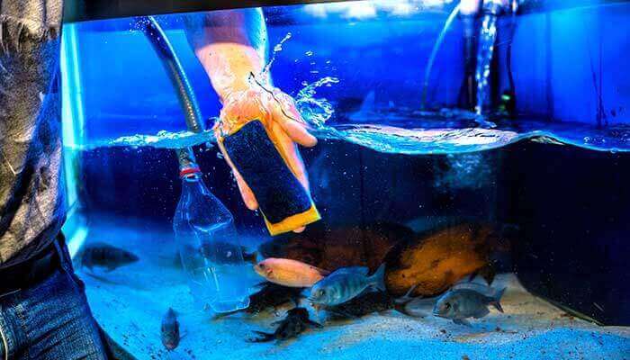 Fish vinegar cleaning aquarium tankarium