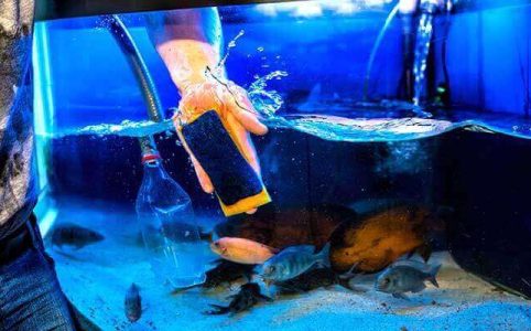 Fish vinegar cleaning aquarium tankarium