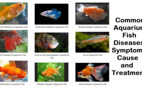 Aquarium fish diseases